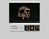 Hominid skull - Homo erectus Sangiran 17