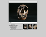 Hominid skull - Homo ergaster KNM-WT 15000 "Turkana boy"