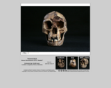 Hominid skull - Homo floresiensis LB-1 "Hobbit"