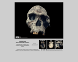 Hominid skull - Homo habilis KNM-ER 1813