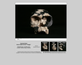 Hominid skull - Homo habilis OH 24 "Twiggy"