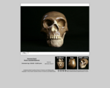 Hominid skull - Homo neanderthalensis