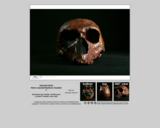 Hominid skull - Homo neanderthalensis Guattari 1