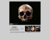 Hominid skull - Homo sapiens "Cro-Magnon Rhine River"