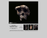 Hominid skull - Sahelenthropus tchandensis TM 266-02-060-1 "Toumai"