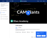 CAM Plants