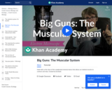 Big Guns: The Muscular System