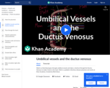 Umbilical vessels and the Ductus Venosus