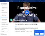 The Reproductive System: How Gonads Go