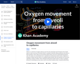 Oxygen Movement from Alveoli to Capillaries