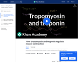 Tropomyosin and troponin and their role in regulating muscle contraction