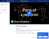 Parts of a nephron