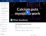 Calcium Puts Myosin to Work