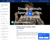 Simple Animals: Sponges, Jellies, & Octopuses