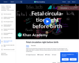 Fetal Circulation Right Before Birth