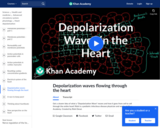 Depolarization Waves Flowing through the Heart