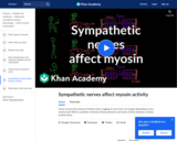 Sympathetic Nerves Affect Myosin Activity