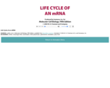Life Cycle of an mRNA