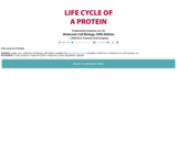 Life Cycle of a Protein