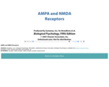 AMPA and NMDA Receptors