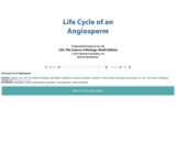 Life Cycle of an Angiosperm