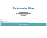 The Mammalian Kidney