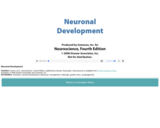 Neuronal Development