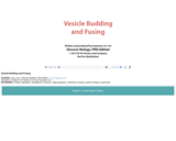 Vesicle Budding and Fusing