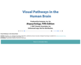 Visual Pathways in the Human Brain