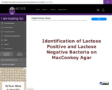 Wisc-Online Identification of Lactose Positive and Lactose Negative Bacteria on MacConkey Agar