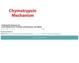 Chymotrypsin Mechanism