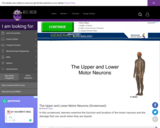 Wisc-Online The Upper and Lower Motor Neurons