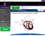 Wisc-Online An Overview of Pulmonary and Systemic Circulation