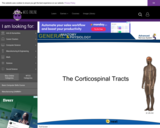 Wisc-Online The Corticospinal Tracts