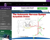 Wisc-Online The Autonomic Nervous System - Sympathetic Division