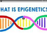 TED Ed - What is epigenetics? - Carlos Guerrero-Bosagna