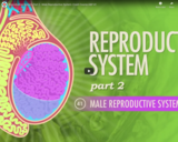 Reproductive System, part 2 - Male Reproductive System: Crash Course A&P 41