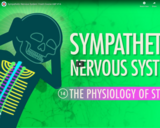 Sympathetic Nervous System: Crash Course A&P #14