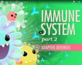 Immune System, part 2: Crash Course A&P #46