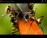 WSF - Order out of Chaos: Ant Communication