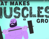 TED Ed - What makes muscles grow? - Jeffrey Siegel