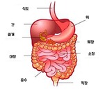 The digestive system labelled with Korean.
