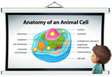 The Cell: Structure & Function