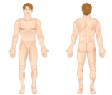 Fig 1.12 Regions of the Human Body (no labels, no lines)