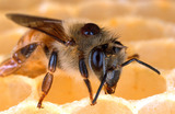 Example Bee Lessson
