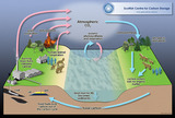 MISA HS Sample Item - Energy & Carbon Cycle (ESS/PS)