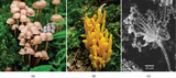 Biology, Biological Diversity, Fungi, Introduction