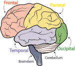 Lobes of the Brain