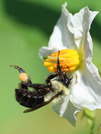 Flower Power Lesson by Agriculture in the Classroom-"Balancing Act" by LadyDragonflyCC - >;< is licensed under CC BY 2.0.