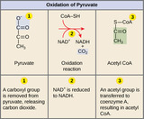 Biology, The Cell, Cellular Respiration, Oxidation of Pyruvate and the Citric Acid Cycle